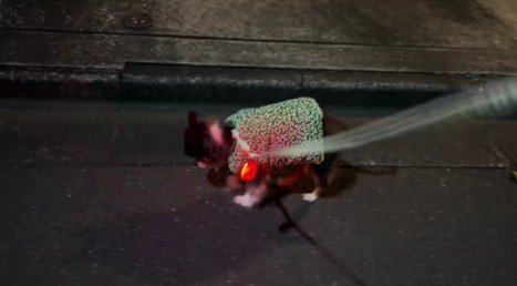 小さな歩幅で懸命に前進