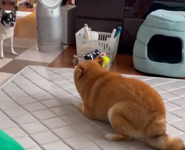 柴犬