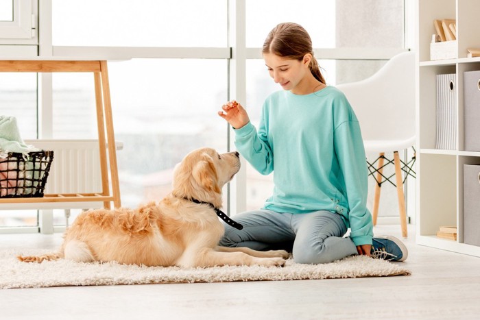 トレーニング中の犬