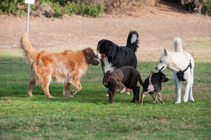 挨拶し合う五頭の犬