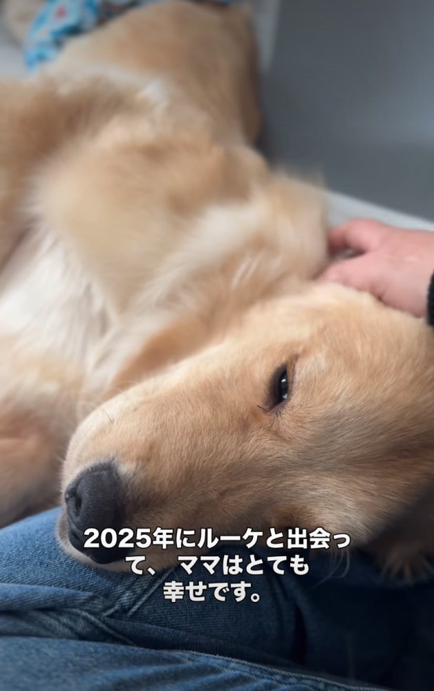 横に寝転がる大型犬