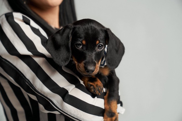 抱っこされる子犬