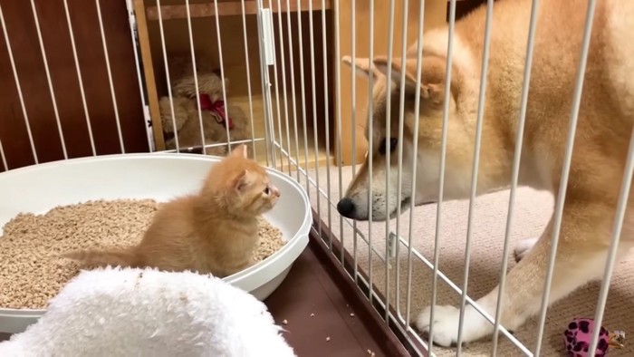 頼れるママ！柴犬リコちゃん