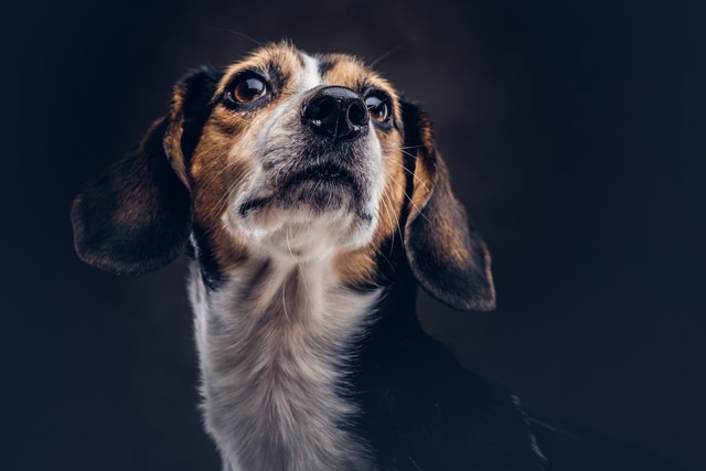 悲しい表情で見上げている犬