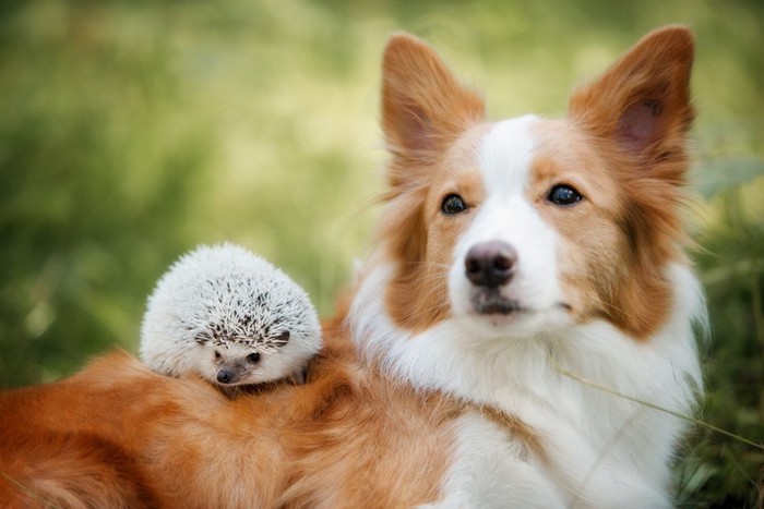 犬とハリネズミ