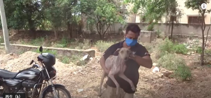 犬をほごします