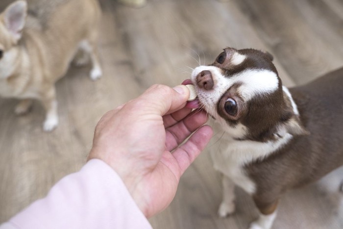 薬を飲む犬