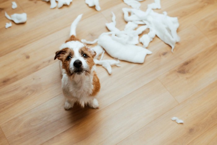 ボロボロの綿と犬