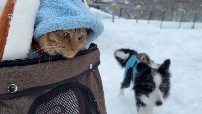 よもぎちゃん＆だいず君の雪への反応6