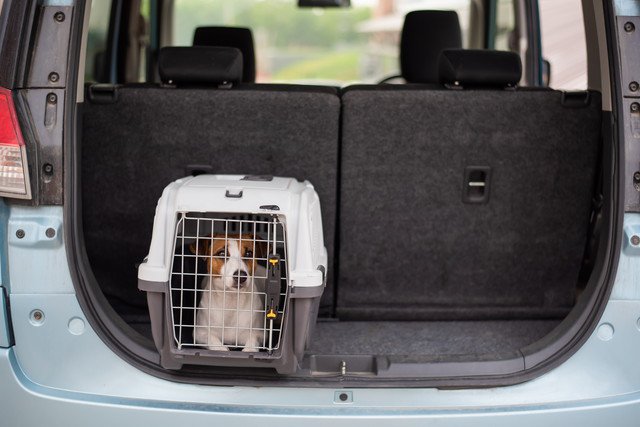 キャリーバッグに入って車に乗せられた犬