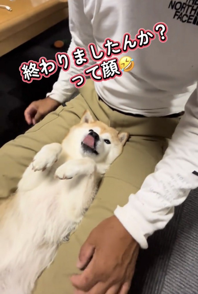 舌を出す犬