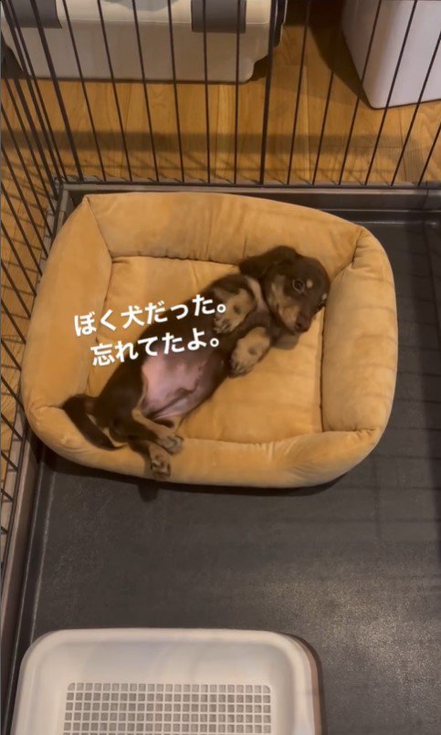 人間のように眠る茶々丸くん7