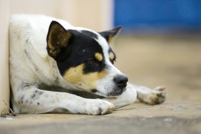 壁に体をくっつける犬