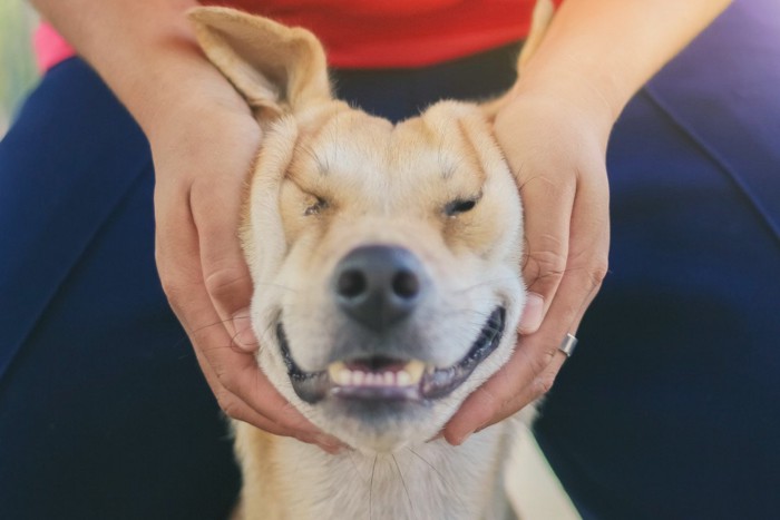 マッサージされる犬