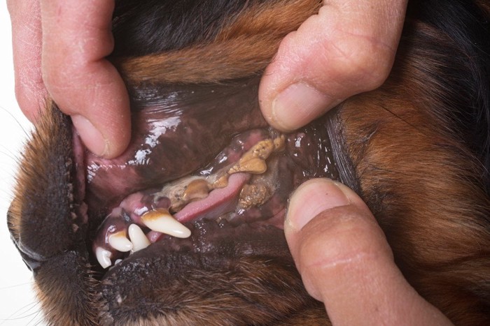 歯石が付いた犬の歯