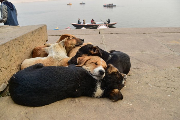 インドの路上の子犬たち