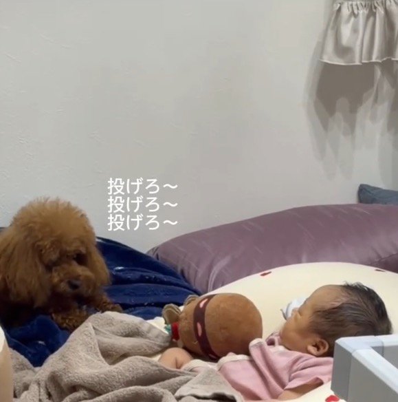 赤ちゃんを見つめる犬