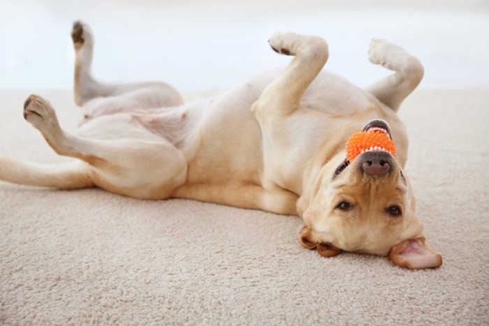 オレンジのボールをくわえて仰向けになる犬