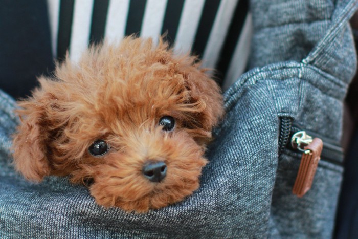 抱っこ紐で抱きかかえられた犬