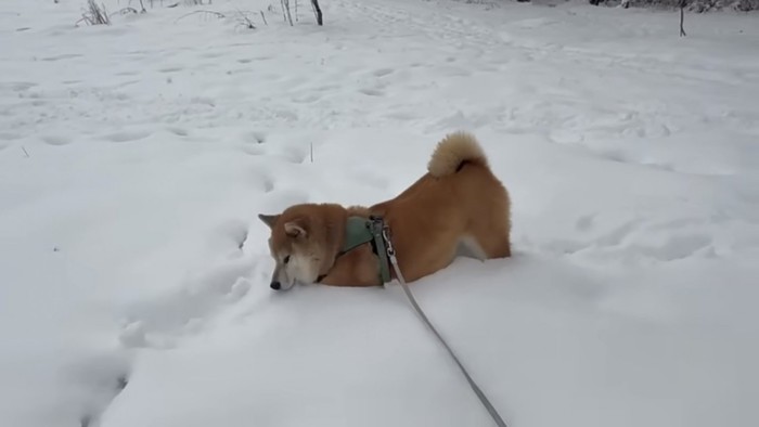 雪にうもったおもちくん