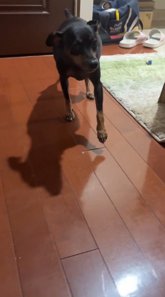 前足を伸ばして数秒止まる犬