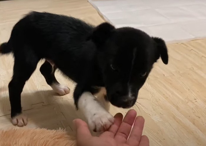 お手をする子犬