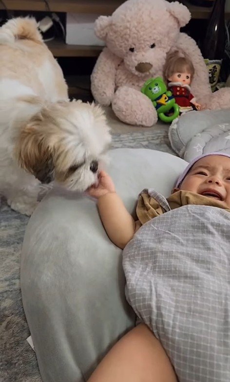 赤ちゃんが大好きなピコちゃん⑩