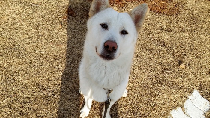 上を見上げる豊山犬