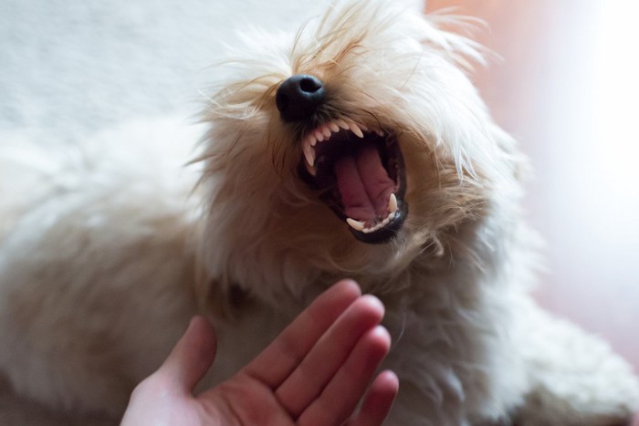 骨をかむ犬