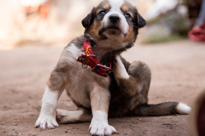 遊びの最中に体をかく子犬