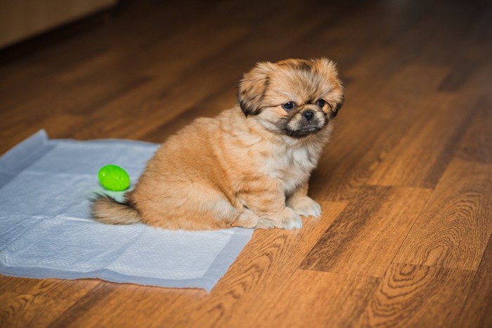 ペットシーツに座る子犬