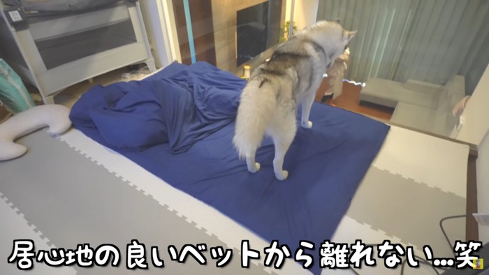 赤ちゃんのお部屋で待機