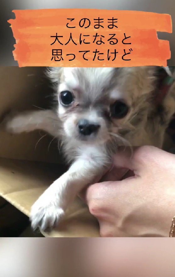 愛らしいわんこ