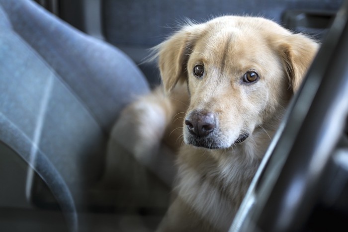 車の中からこちらを見つめる犬