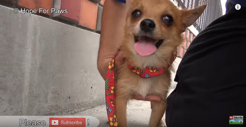 腕にかかえられる犬