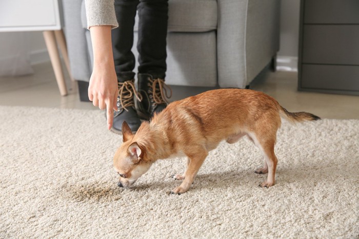 床のにおいを嗅がされる犬