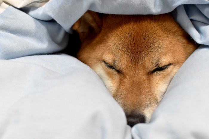 布団に潜って眠る柴犬