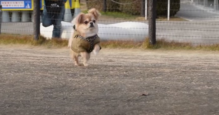 走ってくる犬