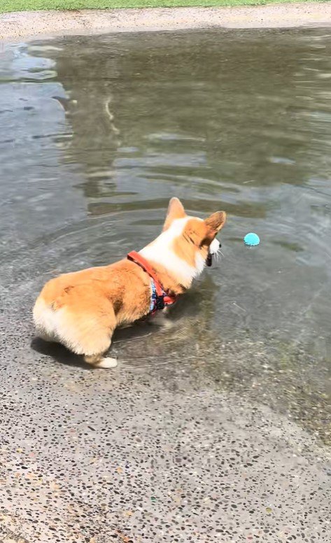 ボールを水に落としたリッツくん3