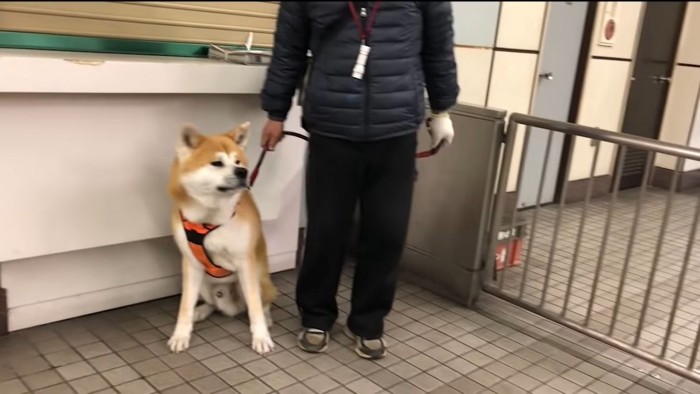 お座りする秋田犬とそばに立つお父さん