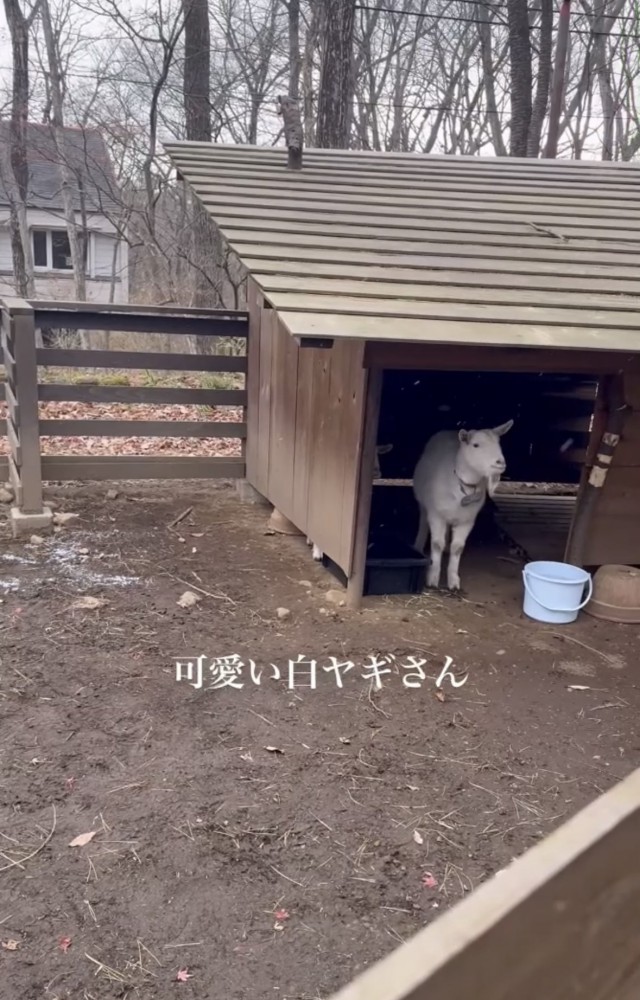 ヤギ小屋