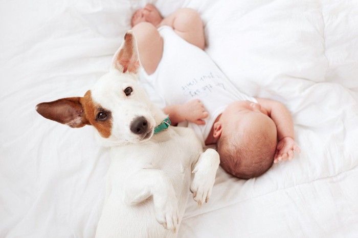 赤ちゃんと添い寝する犬