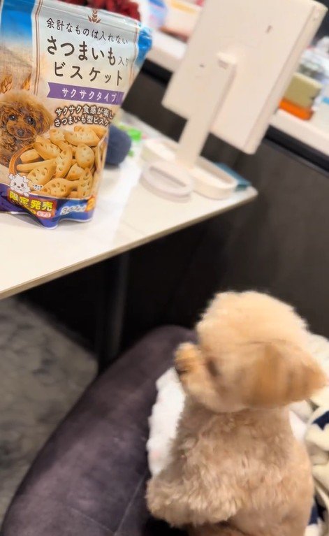 くまちゃんに「おやつほしいの？」と聞いたら3