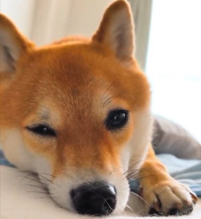 可愛すぎる