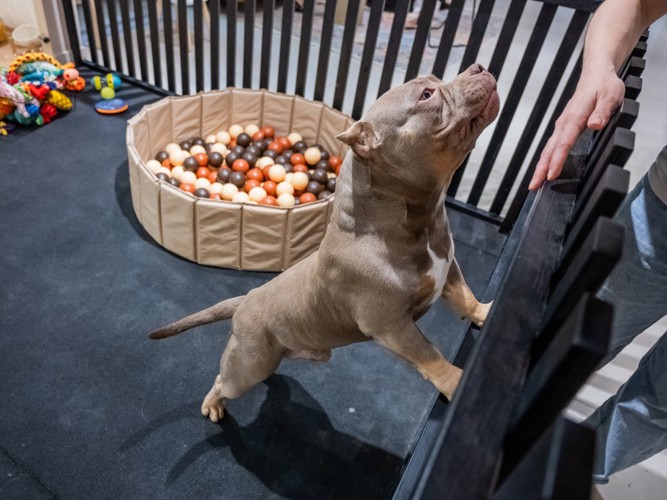 柵により掛かる犬