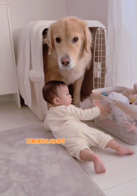 困ったような顔の犬1