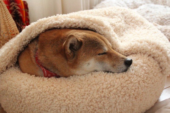 毛布にくるまった柴犬