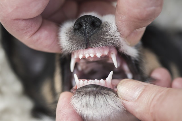 人の手で口をあけられる犬