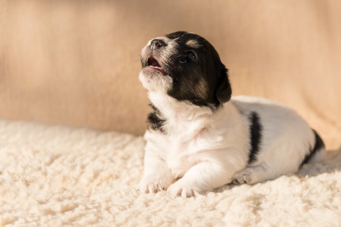 上を向いて遠吠えする子犬