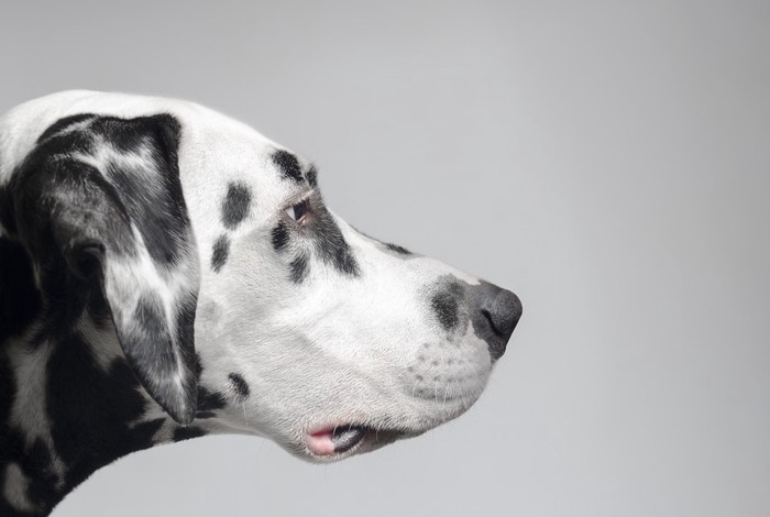 犬の横顔